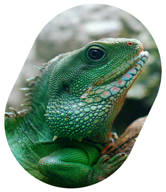 Egzotikus állatok