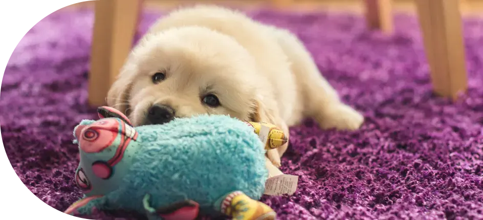 DogmoVet szolgáltatás csomag