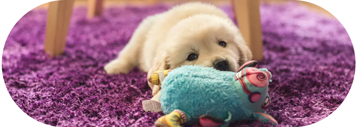 DogmoVet szolgáltatás csomag