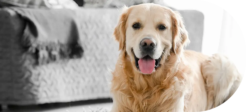 DogmoVet szolgáltatás