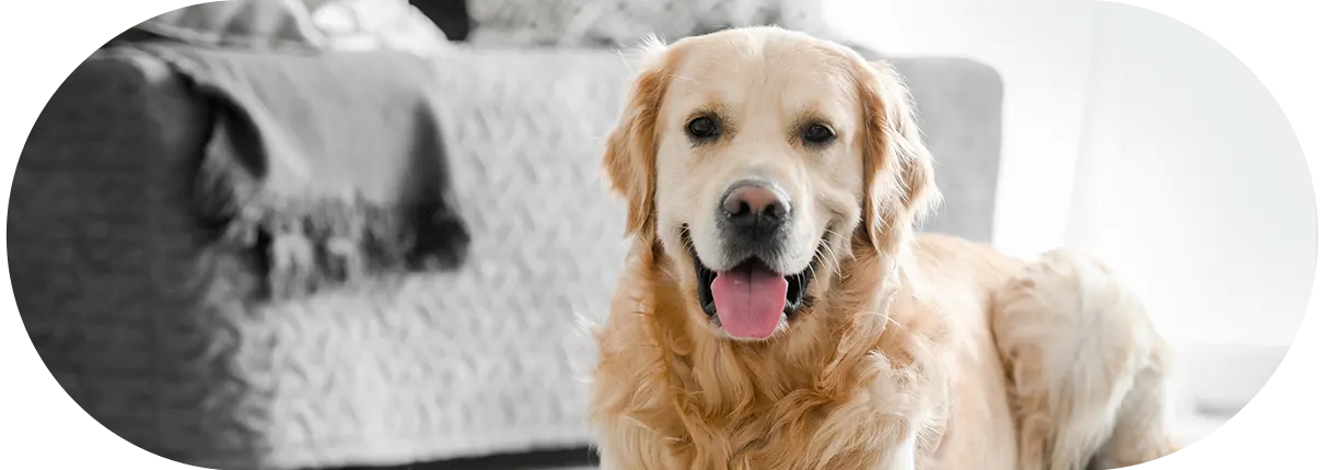DogmoVet szolgáltatás