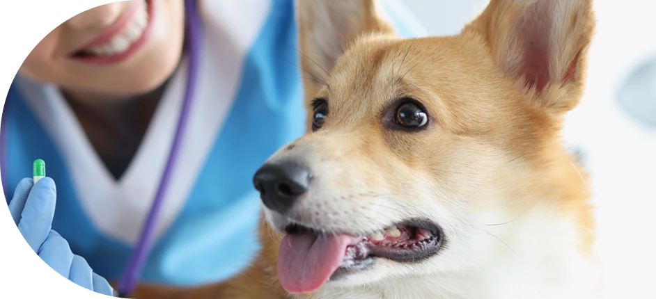 DogmoVet szolgáltatás