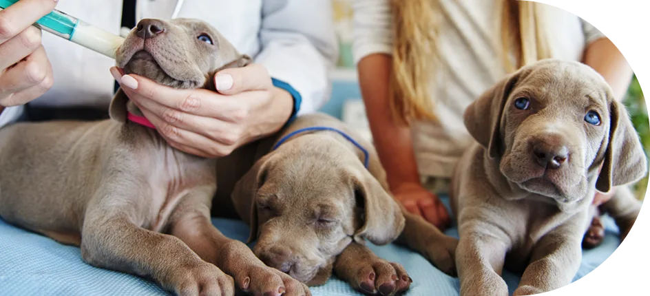 DogmoVet szolgáltatás